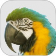 macaw ams